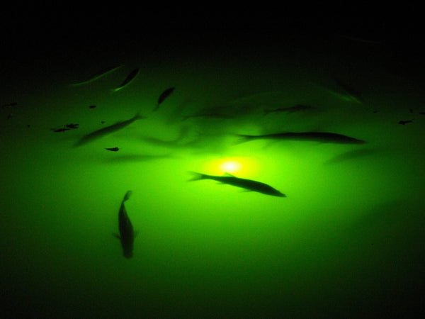 A Guide to Underwater Lights for Fishing by Angler’s World