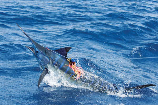 Tips and Tricks-Fishing Basics for Sailfish and Marlin-by Angler's World
